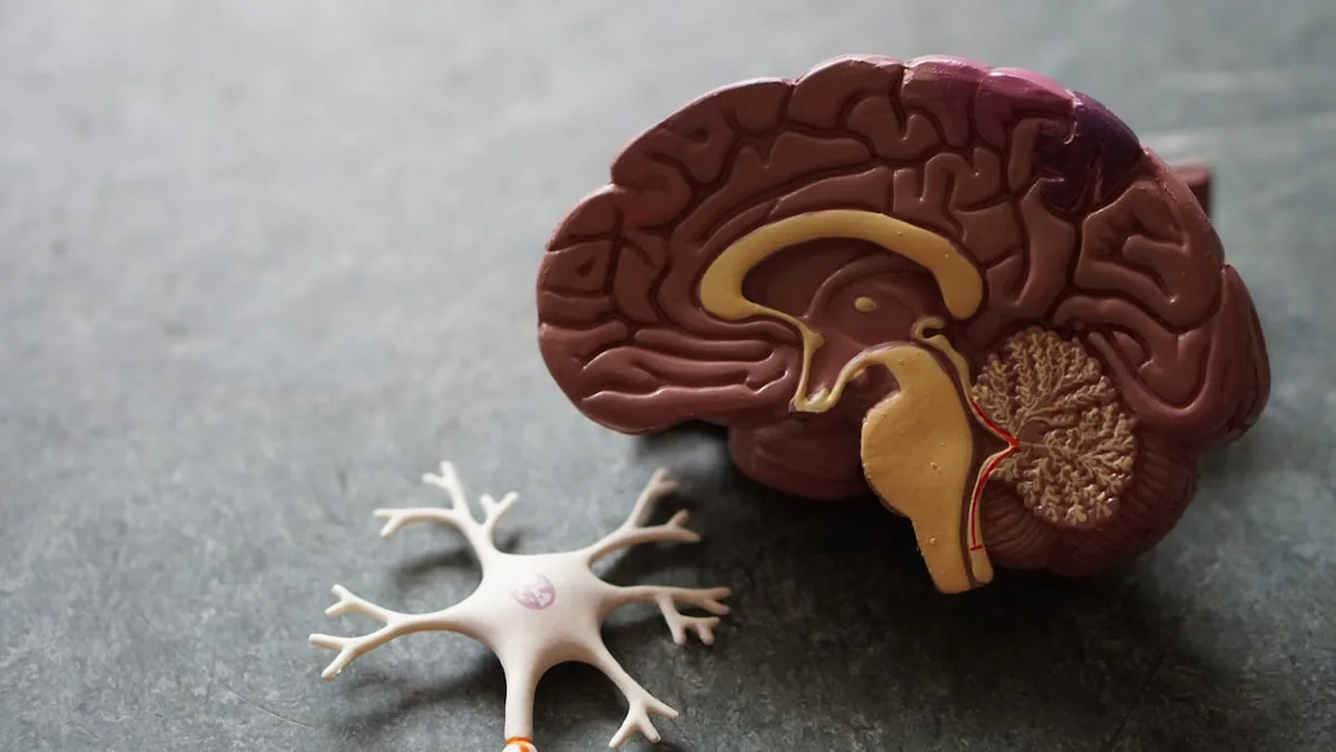 RIKEN Summer Program: Neurociência e IA em Tóquio