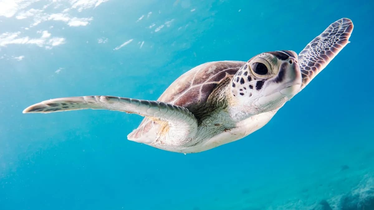 AIESEC Global Volunteer: Preservação de Tartarugas Marinhas na Costa Rica